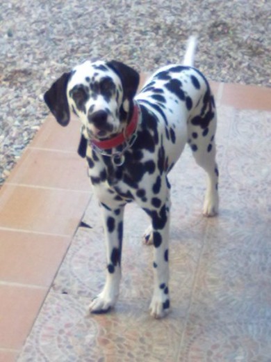 Dartacan (con 8 meses),en el patio donde suele jugar Dartacan (con 8 meses),en el patio donde suele jugar